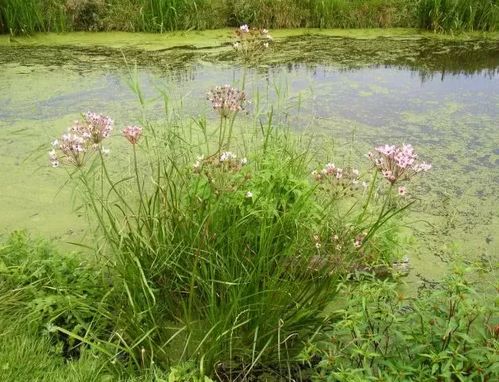 生态效益与景观搭配
