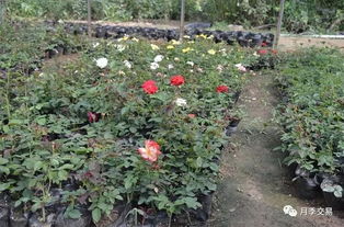 步骤1：月季裸根苗根部补水