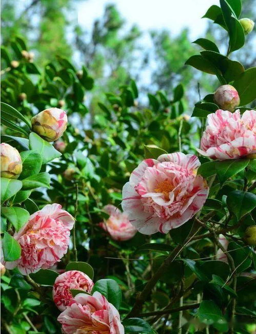 茶花何时绽放？春季赏花正当时