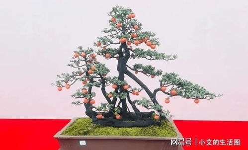 金弹子盆栽如何挑选和养护才能打造出精致的室内景观呢