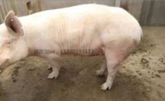 母猪产后没胃口？科学提升采食量