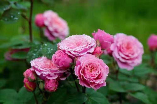 月季的品种繁多：衢州园林的多样性