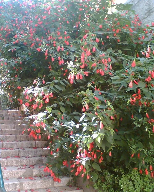 草本植物与灌木的区别