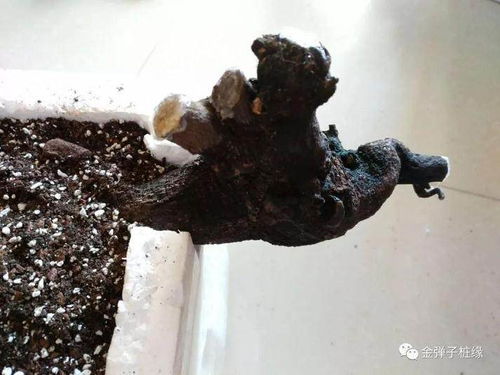 金弹子下山桩用多菌灵浸泡多久才能有效防止病菌？