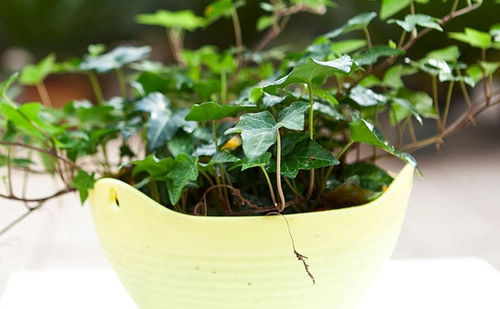 植物净化空气的效率