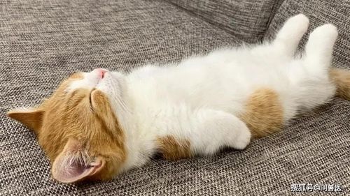 猫咪吸入杀虫剂，症状有哪些？