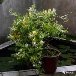 耐寒耐旱， 点缀北方花坛