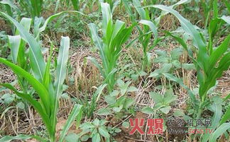 用户经验， 仅供参考