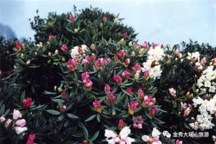 金槐，甜蜜生活的源泉？