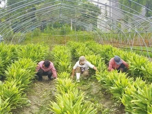 南通农村种植的蔬菜品种丰富多样