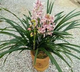 墨兰裂叶，半叶藏珍