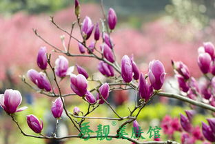 辛夷花的独特魅力