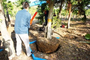 绿化大树移栽，如何让它们茁壮成长？