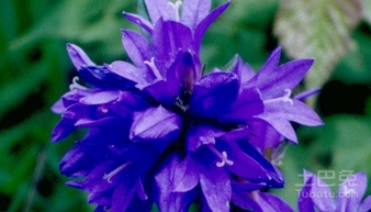 风铃草的种植要点