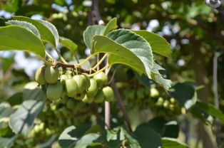 第二招：破壳四步法， 助种子发芽