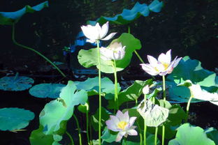 荷花种植小贴士，你get了吗？