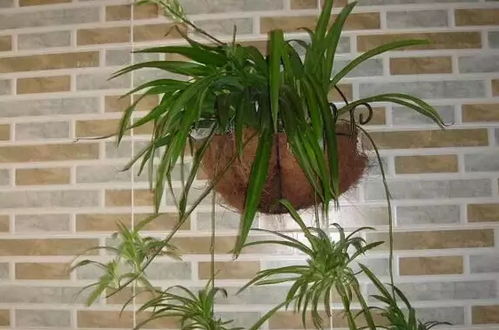 紫吊兰的养护要点