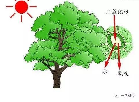 红掌叶子发散，是光合作用还是生病了