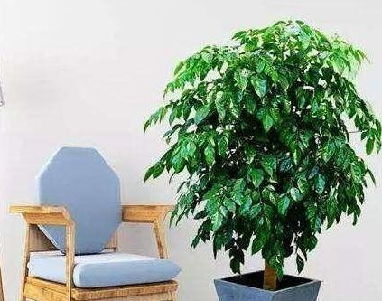 胡椒木掉叶子是什么原因引起的？如何进行有效补救以恢复生长