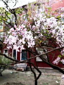 丁香花的花季之谜