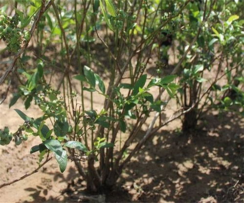 蓝莓树苗最佳种植时间是什么时候？种植蓝莓苗需要遵循哪些步骤
