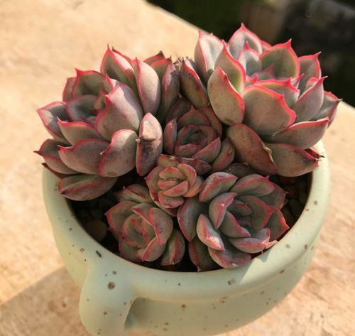 多肉对土壤的要求