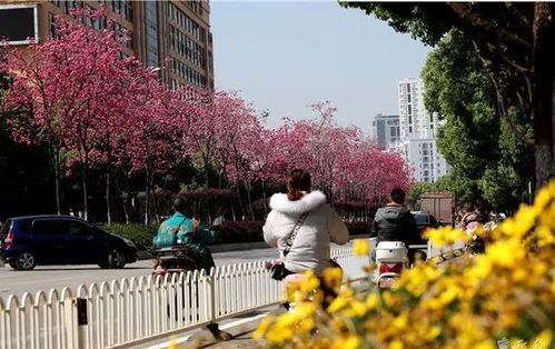 绿化带小粉花的独特魅力