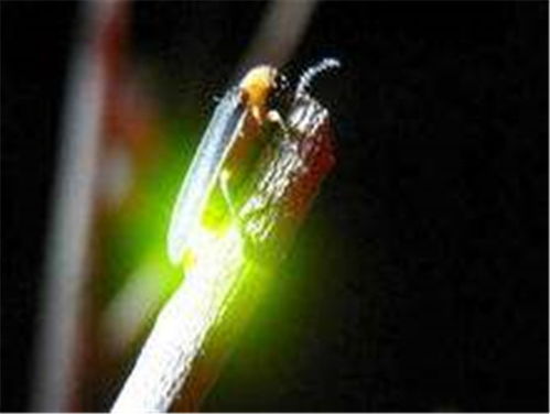 萤火虫对环境有何特殊要求？如何科学饲养并掌握其生存技巧