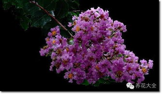 紫薇：夏日的清凉使者