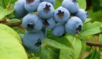 樱桃种植与农药使用