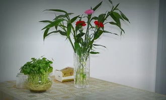 室内植物浇水后易落叶，需掌握科学灌溉方法