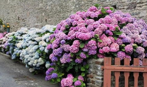 绣球：花团锦簇， 热闹非凡