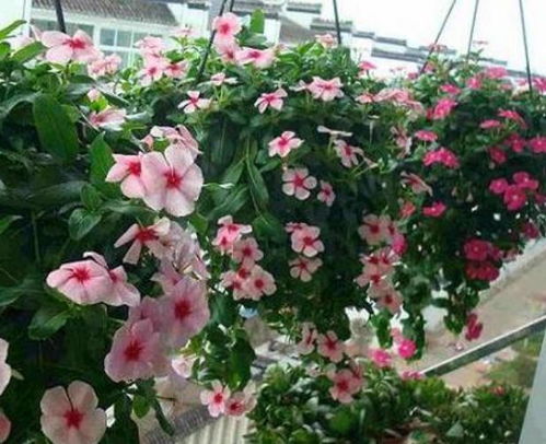 养护秘诀，延长花开时间