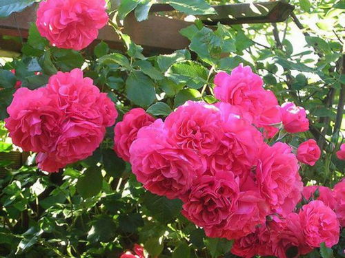 杏月季花儿的美丽之谜