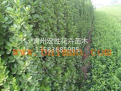 大叶黄杨价格之谜：究竟多少钱一株？