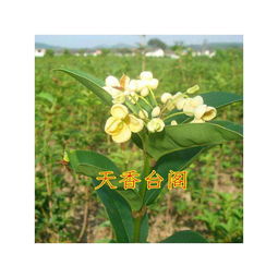 金桂病虫害防治