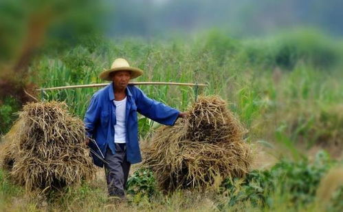草直接埋土里Zuo肥料，平安吗？
