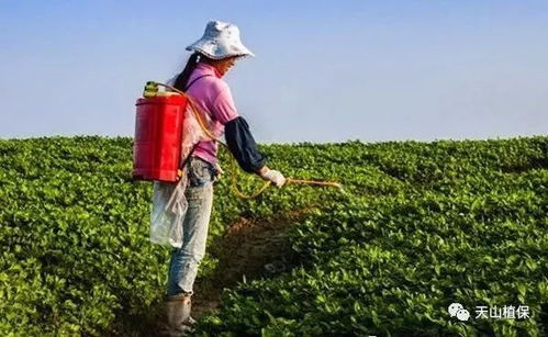 大树遭受农药伤害的隐忧