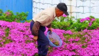 金豆种子，种植3年绽放爆款花海