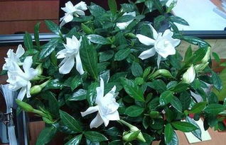 施肥后 观察调整，保持健康