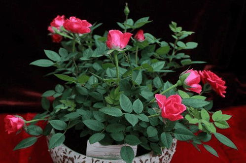 月季花在冬季温度低就要少浇水或不浇水