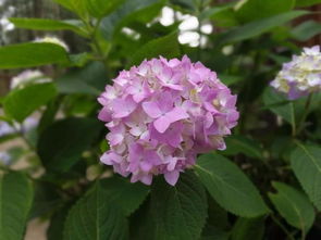 绣球花：阳光与耐阴的完美结合