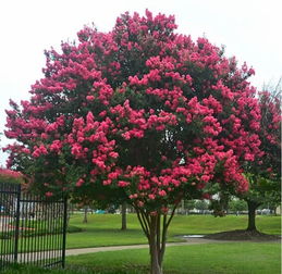 百日红的栽培管理