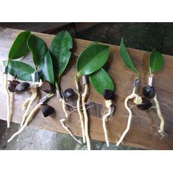 茶油苗嫁接技术加盟：广东茶油种植基地联系方式