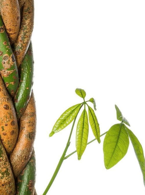 浇水有讲究，别太多别太少