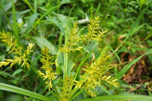 香草的用途，广泛得彳艮