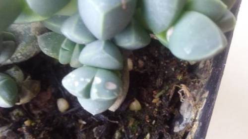 多肉植物长白斑是哪种病害引起的？