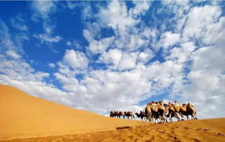 沙漠中的生命奇观