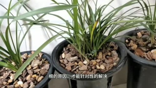 兰花烂根怎么办？如何挽救