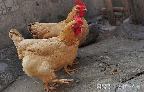 2025年实证：比较新近两研究中国黄羽肉鸡预混料配方